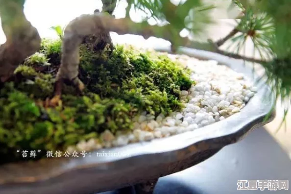 0adc野草年龄认证欢迎您的到来 - 解锁神秘关卡，开启成熟冒险之旅