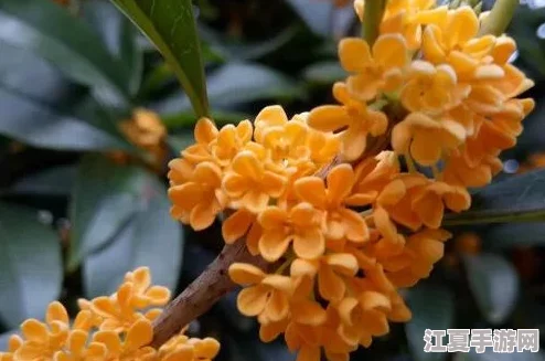 杨大壮和田桂花的第二十九：一段感人至深的爱情故事，展现了生活中的坚韧与温暖