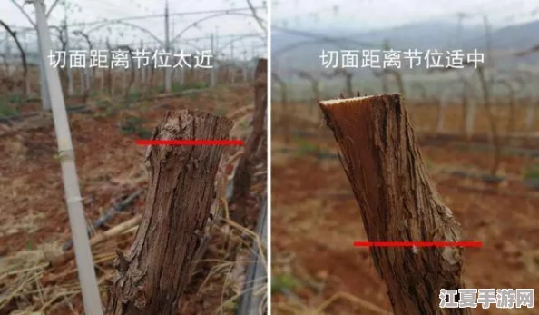 扦插BB和扦插BB的区别：深入分析两者特性与应用效果的全面评价