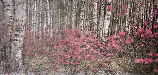 白若冰杜鹃的代表作品：描绘自然美景，展现独特艺术魅力