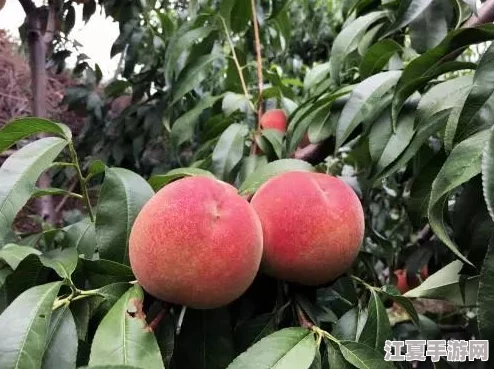 坤坤寒进桃子里嗟嗟网站，畅享夏日清凉与美味水果的完美结合