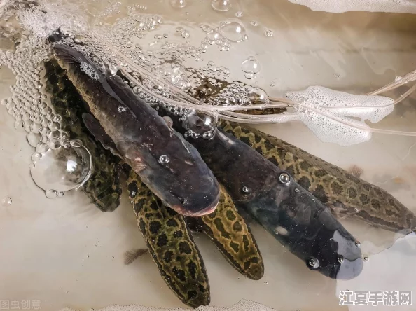 辐射4：探索最佳伴侣，解析各类型机器人实用性与特色优势