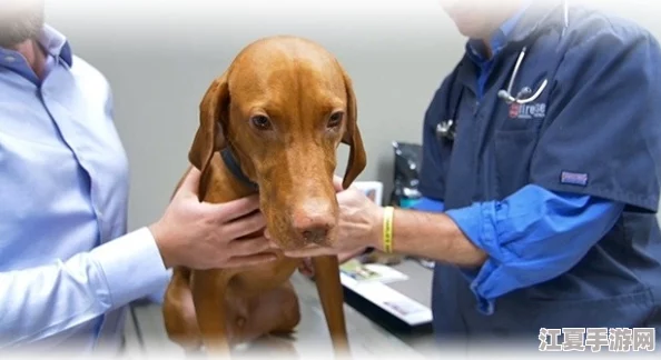 探索生存之志2：独家揭秘狗狗必备装备与听诊器高效获取策略指南