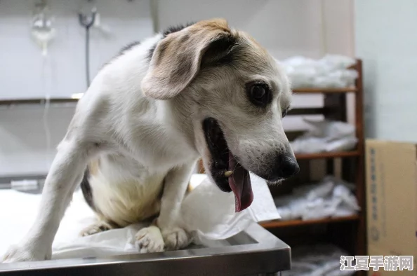 探索生存之志2：独家揭秘狗狗必备装备与听诊器高效获取策略指南