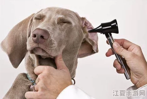 探索生存之志2：独家揭秘狗狗必备装备与听诊器高效获取策略指南
