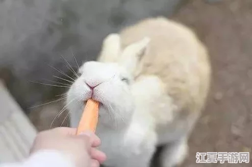 老师你的兔子好可爱，真是萌翻了，这样的兔子让我每天都开心不已！