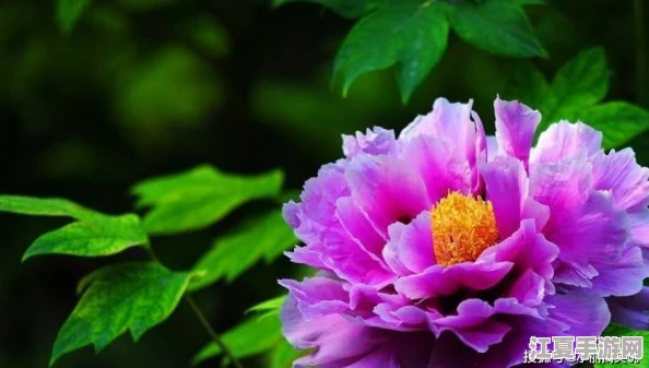 丁香色婷婷：在现代生活中如何找到内心的宁静与平衡，提升幸福感的方法分享